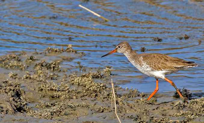 Common Redshank